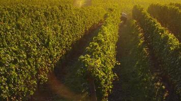 Beautiful vineyard at sunrise, Oregon. Shot on RED EPIC for high quality 4K, UHD, Ultra HD resolution.