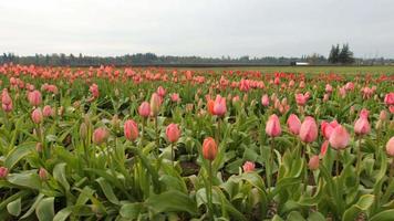 campo de flores de tulipán video