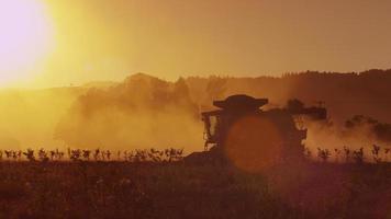 Combinar el tractor en el campo de la cosecha al atardecer video