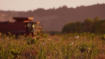 combinar trator na colheita do campo ao pôr do sol video