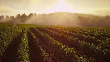 Beautiful vineyard at sunrise, time lapse. Shot on RED EPIC for high quality 4K, UHD, Ultra HD resolution. video