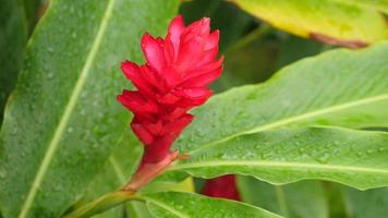 planta tropical de jengibre rojo