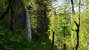 Wasserfall umrahmt von Bäumen, Columbia River Gorge, Oregon or video