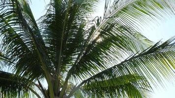 Palm branches and sun video