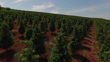 Aerial shot of Christmas tree farm video