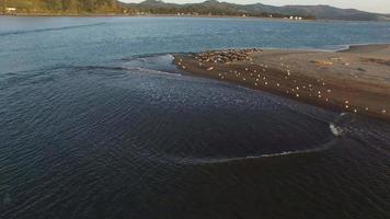 Aerial shot of seals on beach video