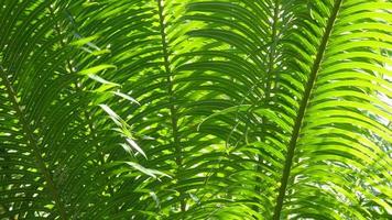 Closeup fern texture video