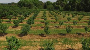 Aerial shot of hazelnut trees on farm video