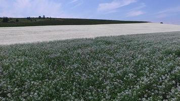 Aerial shot of radish fields in bloom video