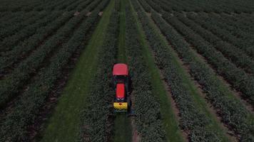 Aerial view of tractor mowing and spraying blueberry field video