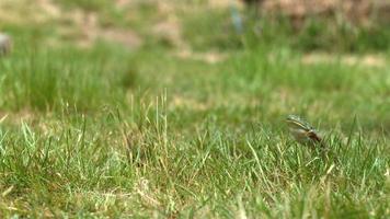 Slow motion shot of frog jumping video