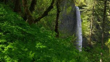 Waterfall framed by trees, Columbia River Gorge, Oregon video