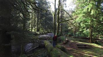 Aerial shot of man walking across fallen tree video