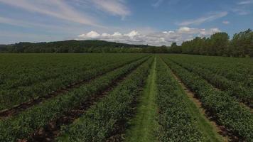 Flygfoto över traktor som slåtter och sprutar blåbärfält video