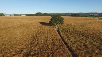 Aerial shot of oak tree in field video