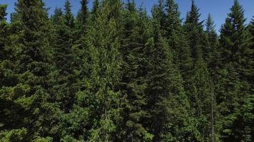 toma aérea de bosque y mt. capucha, oregon video