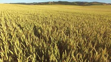 Aerial shot of wheat field video