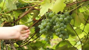 Picking grapes on farm video