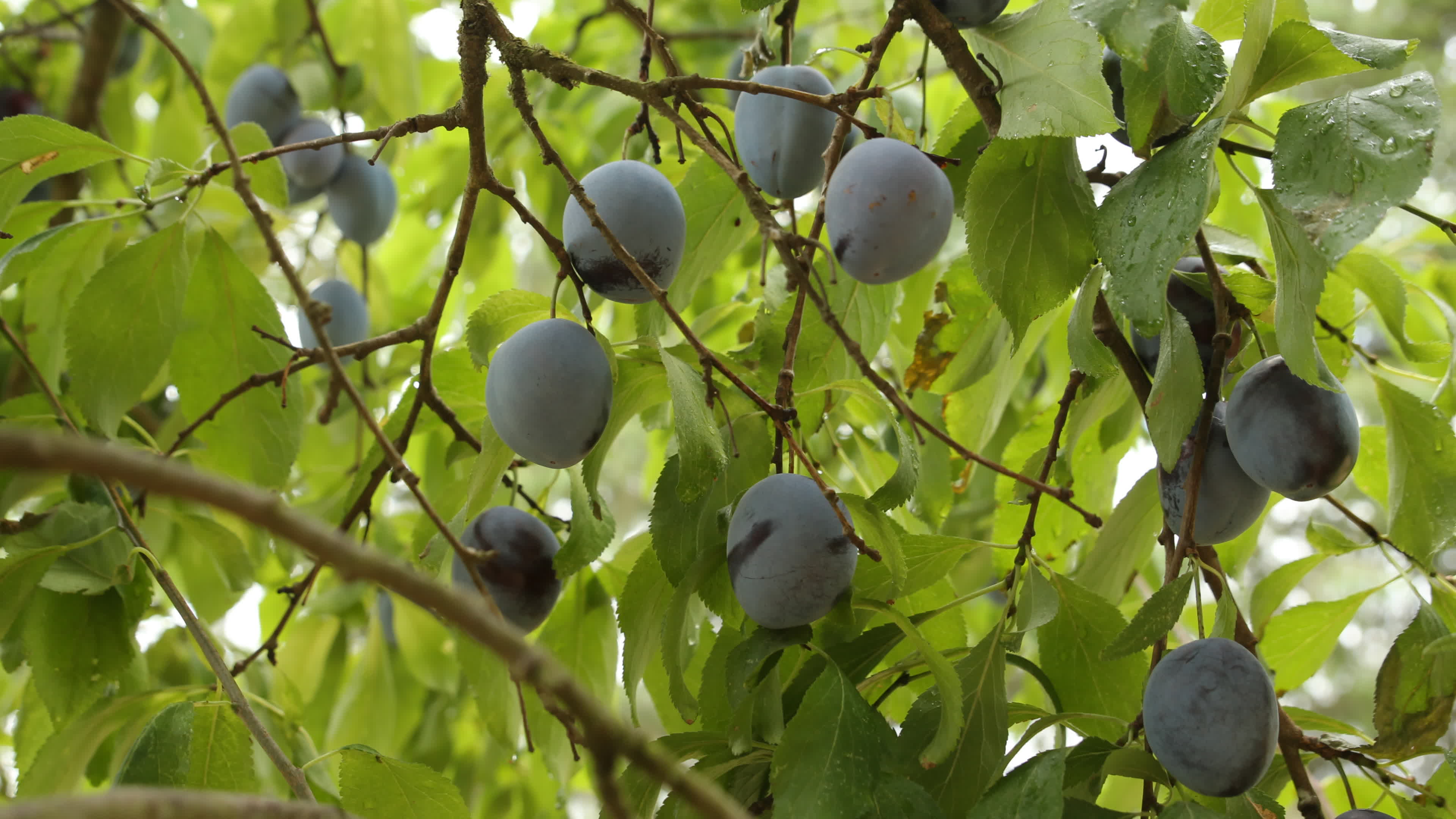 prunes tree download prunes tree download