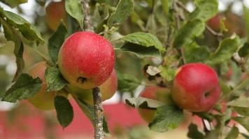 Äpfel am Baum video