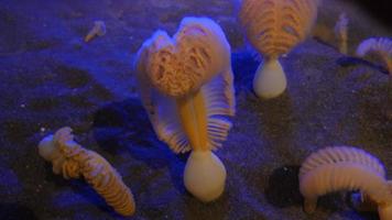 Underwater closeup of sea pen video