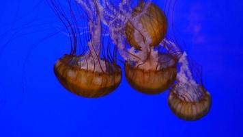 close up subaquático de água-viva