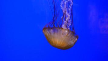 Underwater closeup of jellyfish video