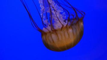 close up subaquático de água-viva