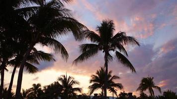 palmer och solnedgång på tropisk utväg video