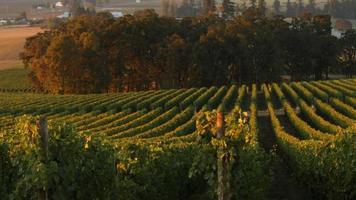 Pan across vineyard rows in morning light, Willamette Valley Oregon