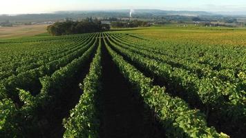 Aerial view of vineyard, Willamette Valley Oregon video