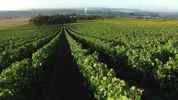 Aerial view of vineyard, Willamette Valley Oregon video