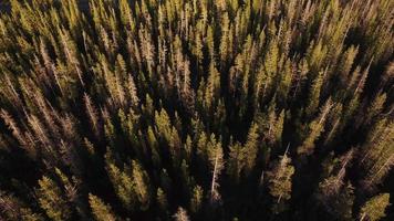 Aerial view of Oregon forest video