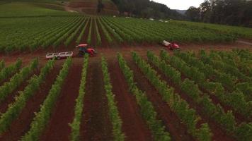 Aerial view of grape harvest at Oregon vineyard video