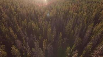 puesta de sol vista aérea del bosque de oregon video