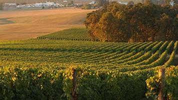 Pan à travers les rangées de vignes dans la lumière du matin, Willamette Valley Oregon video