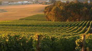 Schwenk über Weinbergreihen im Morgenlicht, Willamette Valley Oregon video