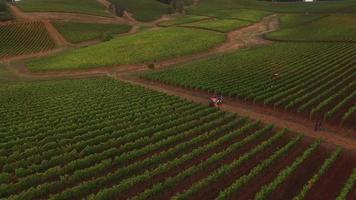 Vista aérea de la vendimia en el viñedo de Oregón