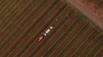 Aerial view of grape harvest at Oregon vineyard video