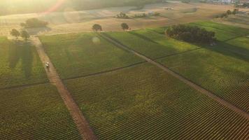 Aerial view of vineyard, Willamette Valley Oregon video