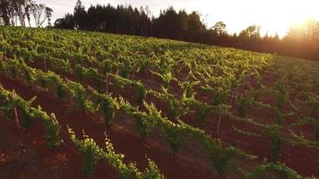 Aerial view of vineyard, Willamette Valley Oregon video