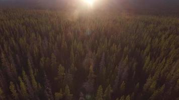 Sonnenuntergang Luftaufnahme des Oregon Forest video