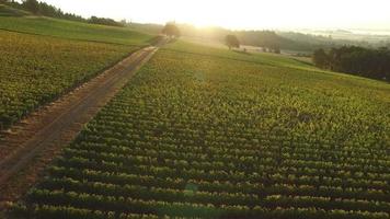 Aerial view of vineyard, Willamette Valley Oregon video