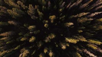 Aerial view of Oregon forest video