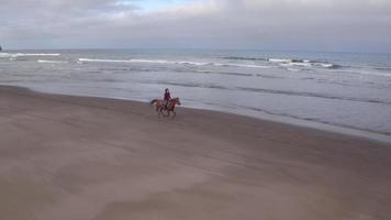 vista aérea, de, mujeres, equitación, caballo, en, playa video