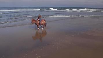 vista aérea, de, mujeres, equitación, caballo, en, playa video