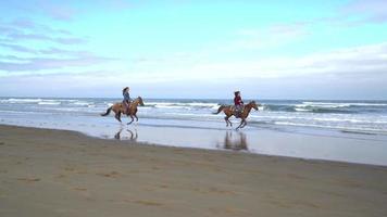 Frauen reiten Pferde am Strand horses video
