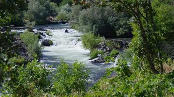 naturskönt skott av forsar i vattnet, Rouge River, Oregon, USA video