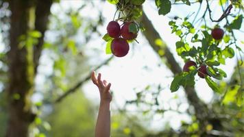 Jeune fille à l'automne cueillir des pommes sur un arbre video