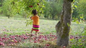 niña joven en otoño recogiendo la manzana del árbol video